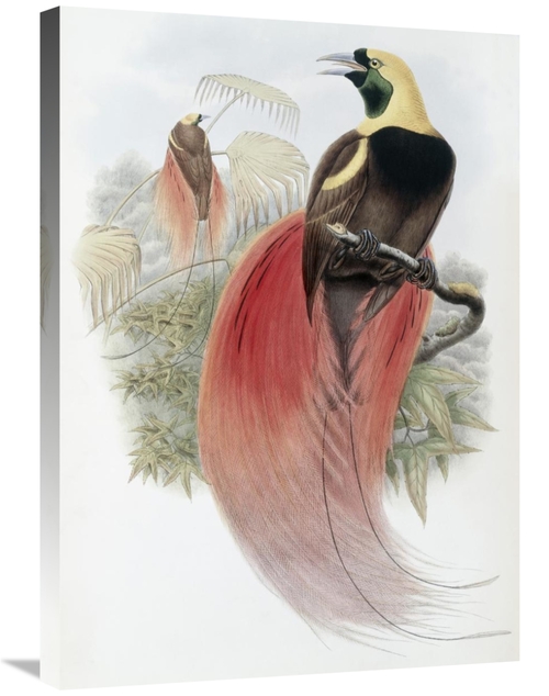 Global Gallery GCS-277771-30-142 30 in. Marquis De Raggis Bird of Para