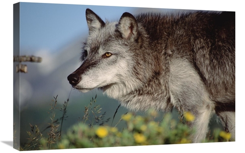 Global Gallery GCS-451953-2030-142 20 x 30 in. Timber Wolf Adult Portr