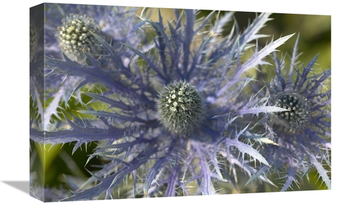 Global Gallery GCS-398321-1218-142 12 x 18 in. Eryngo Flower Art Print