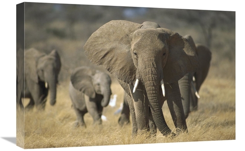 Global Gallery GCS-452748-1624-142 16 x 24 in. African Elephant Group&