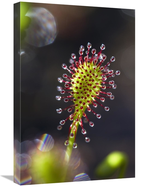 Global Gallery GCS-398519-1624-142 16 x 24 in. Oblong-Leaved Sundew wi