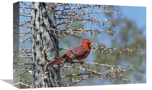 Global Gallery GCS-452537-1218-142 12 x 18 in. Northern Cardinal Male 