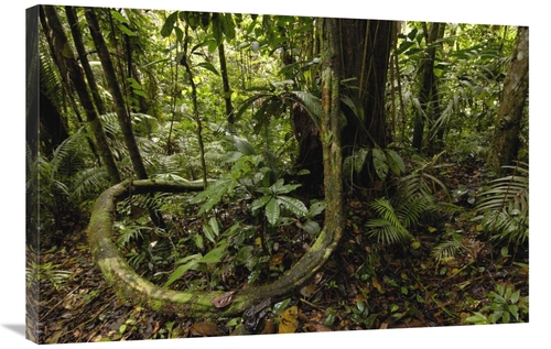 Global Gallery GCS-453073-2436-142 24 x 36 in. Vines in Tropical Rainf