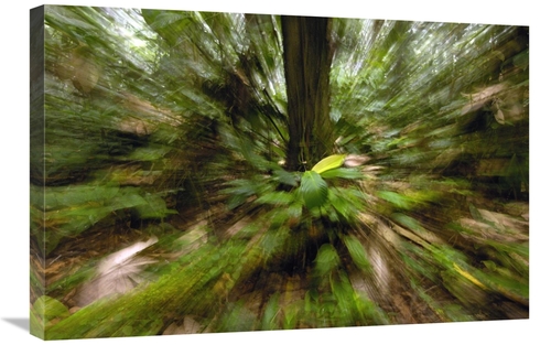 Global Gallery GCS-453079-2030-142 20 x 30 in. Primary Rainforest,
