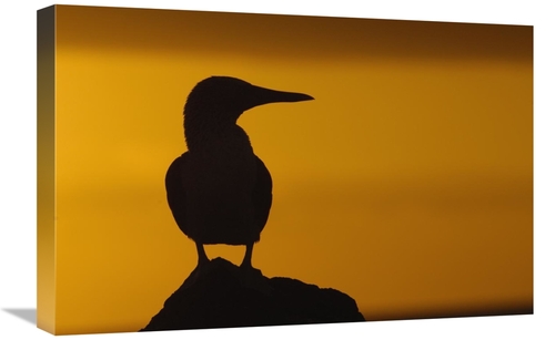 Global Gallery GCS-453047-1624-142 16 x 24 in. Blue-Footed Booby Silho