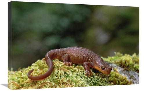 Global Gallery GCS-452916-2030-142 20 x 30 in. Rough-Skinned Newt Port