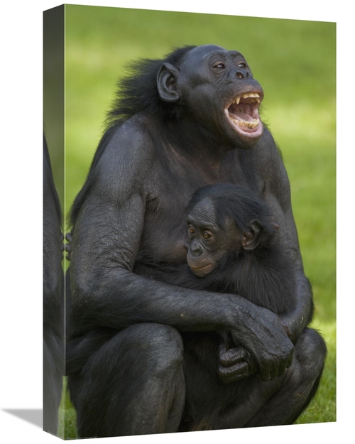 Global Gallery GCS-450913-1218-142 12 x 18 in. Bonobo Mother & Baby&#4