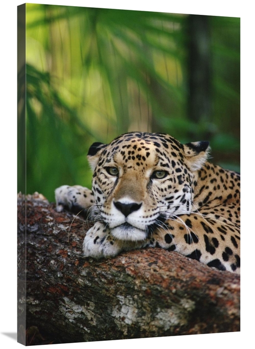 Global Gallery GCS-452810-2436-142 24 x 36 in. Jaguar Portrait, Be