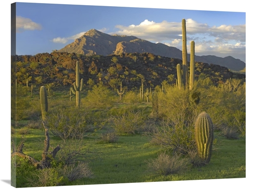 Global Gallery GCS-396532-3040-142 30 x 40 in. Saguaro Picacho Mountai
