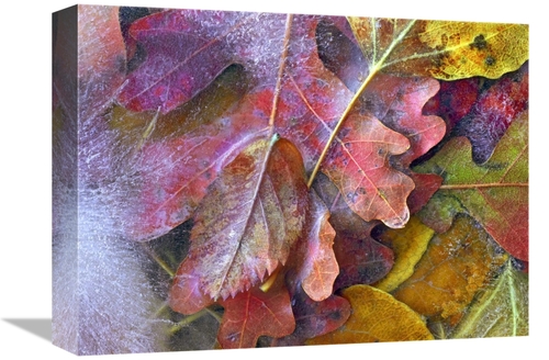 Global Gallery GCS-452226-1216-142 12 x 16 in. Frozen Autumn Leaves&#4