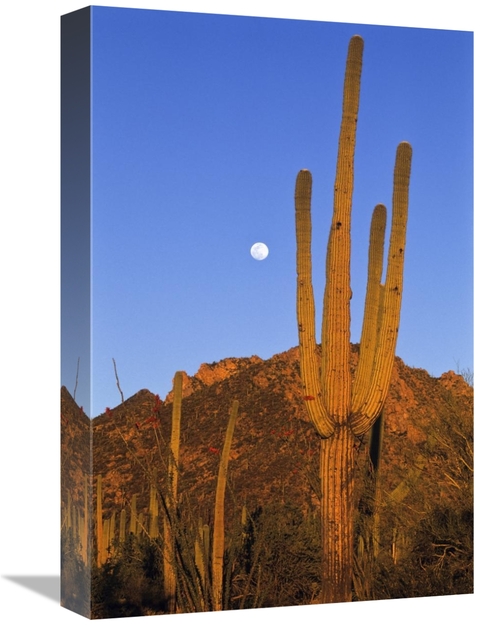 Global Gallery GCS-398525-1218-142 12 x 18 in. Saguaro Cactus in Deser