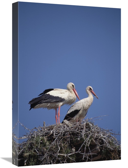 Global Gallery GCS-452383-1624-142 16 x 24 in. White Stork Couple At N