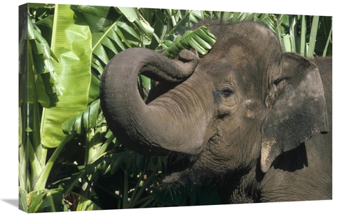 Global Gallery GCS-452933-2030-142 20 x 30 in. Asian Elephant Profile&