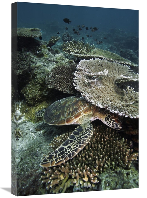 Global Gallery GCS-453563-2030-142 20 x 30 in. Green Sea Turtle on Cor