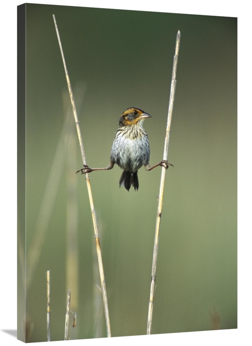 Global Gallery GCS-453281-2436-142 24 x 36 in. Sharp-Tailed Sparrow Pe