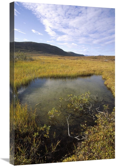 Global Gallery GCS-451346-2030-142 20 x 30 in. Tundra Bog in Autumn