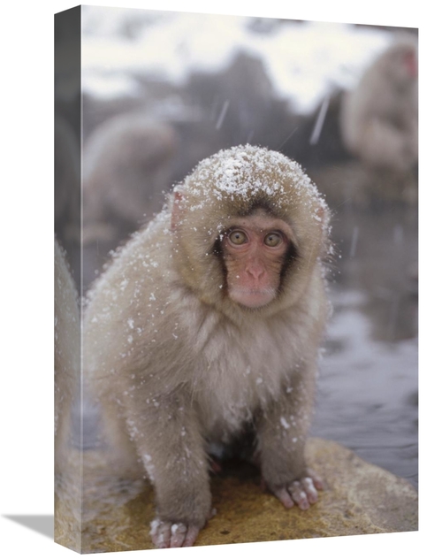 Global Gallery GCS-398507-1218-142 12 x 18 in. Japanese Macaque in Hot