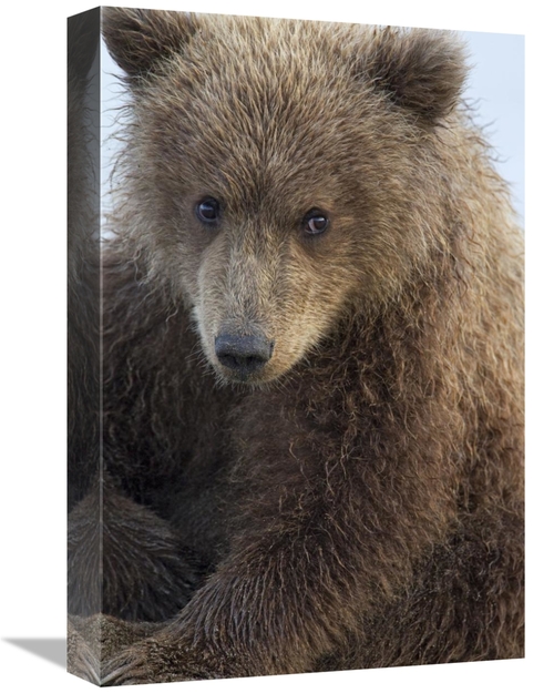 Global Gallery GCS-395316-1218-142 12 x 18 in. Grizzly Bear Cub, L