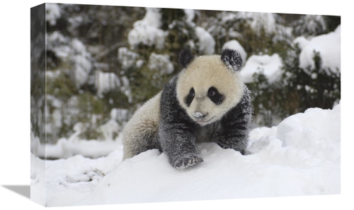 Global Gallery GCS-395895-1218-142 12 x 18 in. Giant Panda Cub Playing
