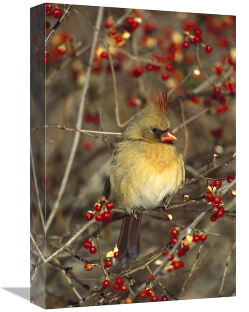 Global Gallery GCS-453298-1218-142 12 x 18 in. Northern Cardinal Femal