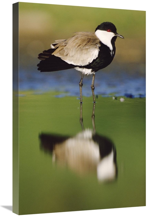 Global Gallery GCS-396503-30-142 30 in. Spur-Winged Plover with Its Re