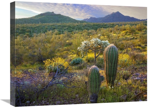 Global Gallery GCS-396896-1824-142 18 x 24 in. Ajo Mountains, Orga