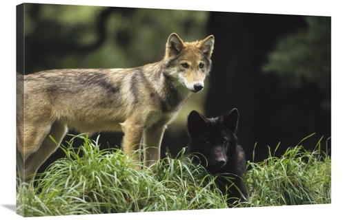 Global Gallery GCS-452730-2436-142 24 x 36 in. Timber Wolf Juveniles&#