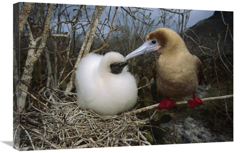 Global Gallery GCS-451833-2030-142 20 x 30 in. Red-Footed Booby Parent