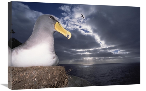 Global Gallery GCS-451776-2030-142 20 x 30 in. Chatham Albatrosses Nes