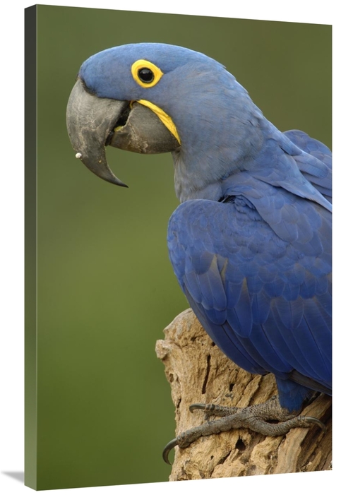 Global Gallery GCS-397922-2436-142 24 x 36 in. Hyacinth Macaw Portrait