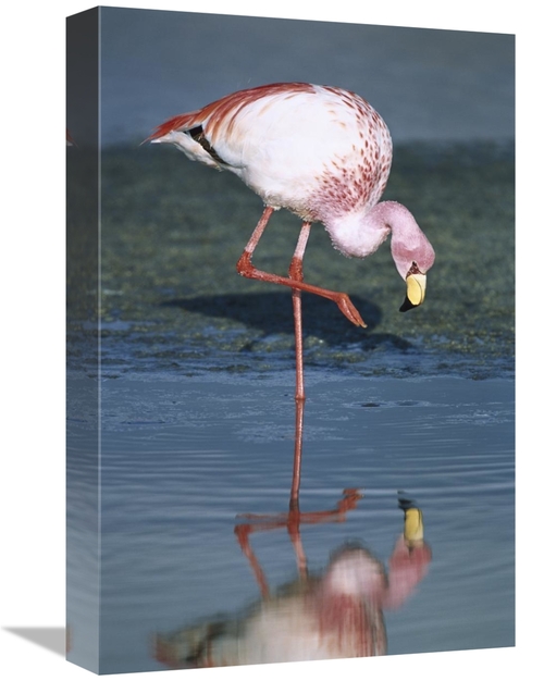 Global Gallery GCS-451649-1218-142 12 x 18 in. Puna Flamingo Feeding i