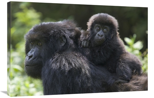 Global Gallery GCS-395797-2436-142 24 x 36 in. Mountain Gorilla Infant