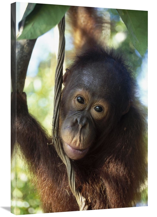 Global Gallery GCS-452336-2436-142 24 x 36 in. Orangutan Juvenile,