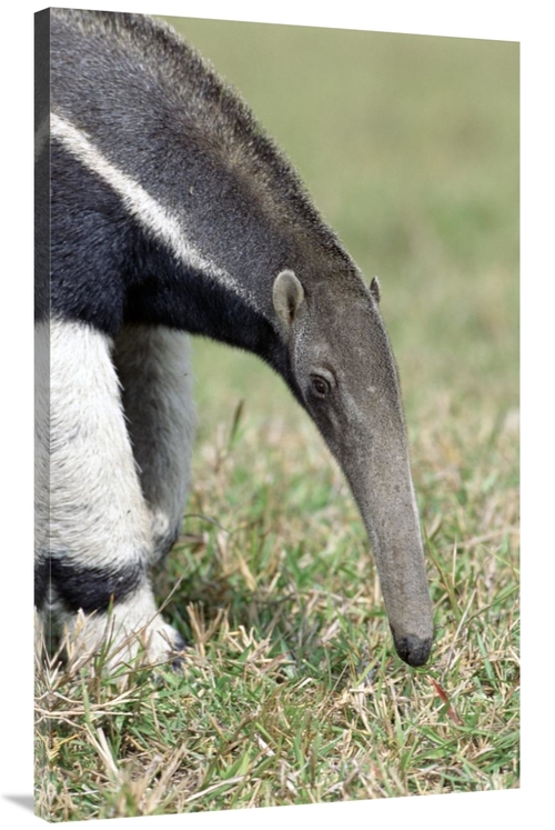 Global Gallery GCS-451481-44-142 44 in. Giant Anteater, Pantanal&#
