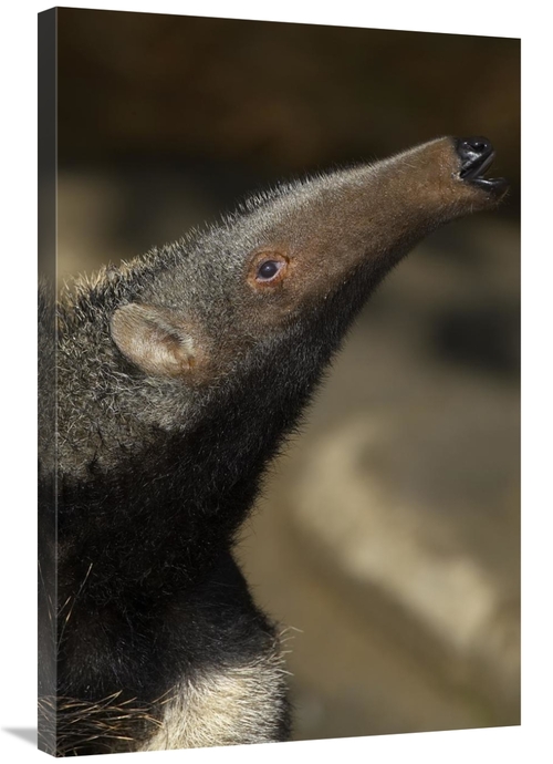 Global Gallery GCS-450875-2436-142 24 x 36 in. Giant Anteater Profile&