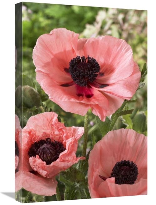 Global Gallery GCS-398376-1624-142 16 x 24 in. Oriental Poppy Salmon V