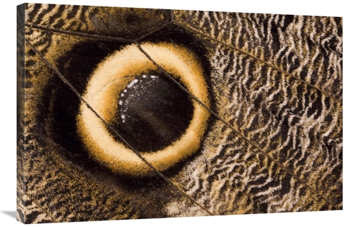 Global Gallery GCS-395320-2436-142 24 x 36 in. Owl Butterfly Wing with