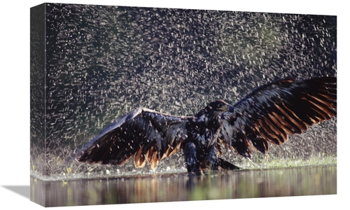 Global Gallery GCS-396616-1218-142 12 x 18 in. Bald Eagle Juvenile Bat