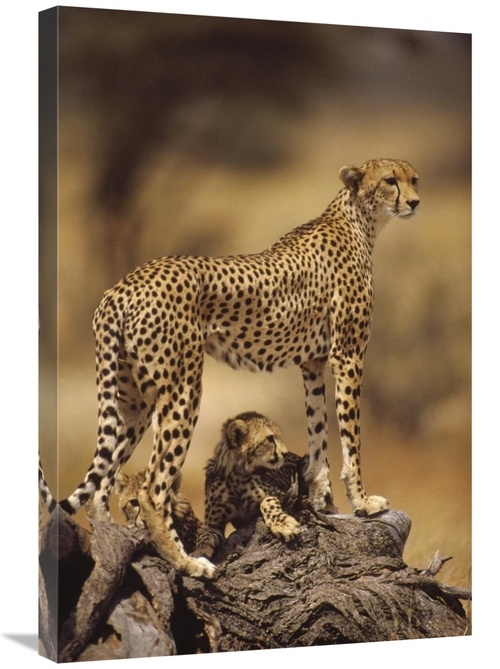 Global Gallery GCS-452762-2030-142 20 x 30 in. Cheetah Mother with Ado