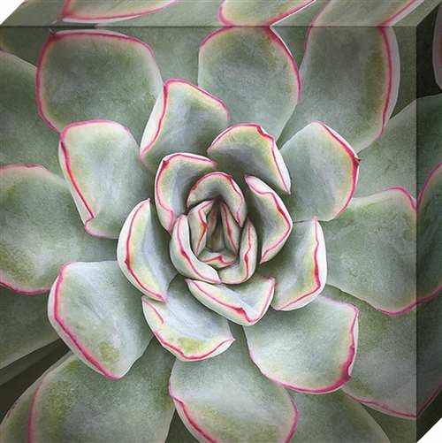 North American Art NC1145 30 x 30 in. Edged In Red Canvas Gallery Wrap