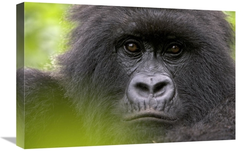 Global Gallery GCS-395337-1624-142 16 x 24 in. Mountain Gorilla Female