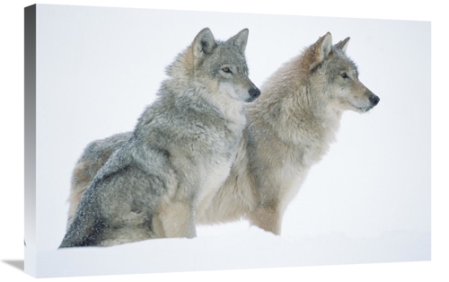 Global Gallery GCS-396530-2030-142 20 x 30 in. Timber Wolf Portrait of