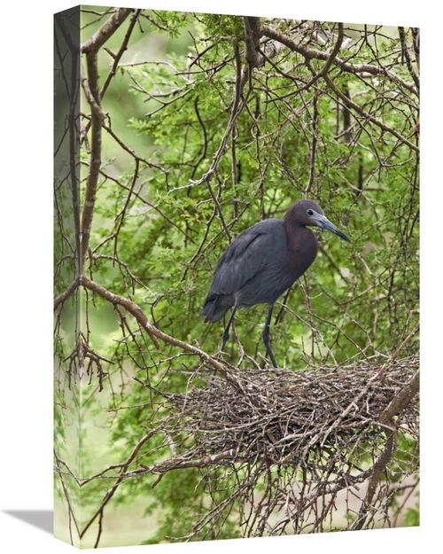 Global Gallery GCS-453353-1218-142 12 x 18 in. Little Blue Heron on Ne