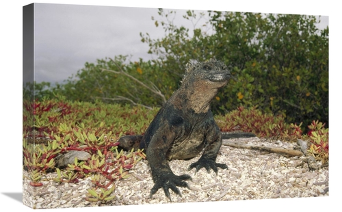 Global Gallery GCS-451317-1624-142 16 x 24 in. Marine Iguana Male,