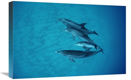 Global Gallery GCS-450693-1624-142 16 x 24 in. Atlantic Spotted Dolphi
