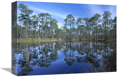 Global Gallery GCS-452063-1216-142 12 x 16 in. Pine Forest Mirrored in