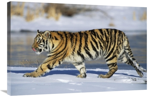 Global Gallery GCS-452722-2436-142 24 x 36 in. Siberian Tiger Cub Walk