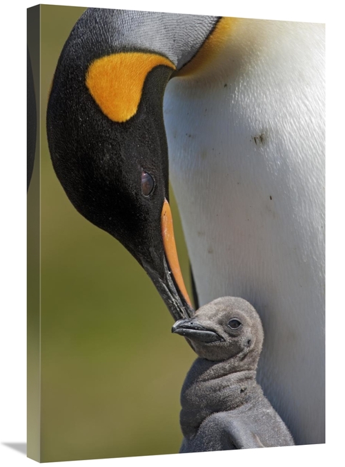 Global Gallery GCS-395354-2030-142 20 x 30 in. King Penguin Tending to