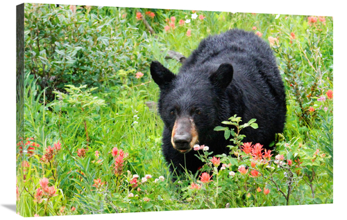Global Gallery GCS-486429-36-142 36 in. Wildflower Bear Art Print - Vi
