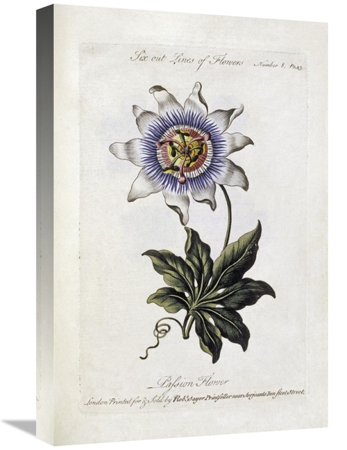 Global Gallery GCS-266985-22-142 22 in. Passion Flower Art Print - Tho